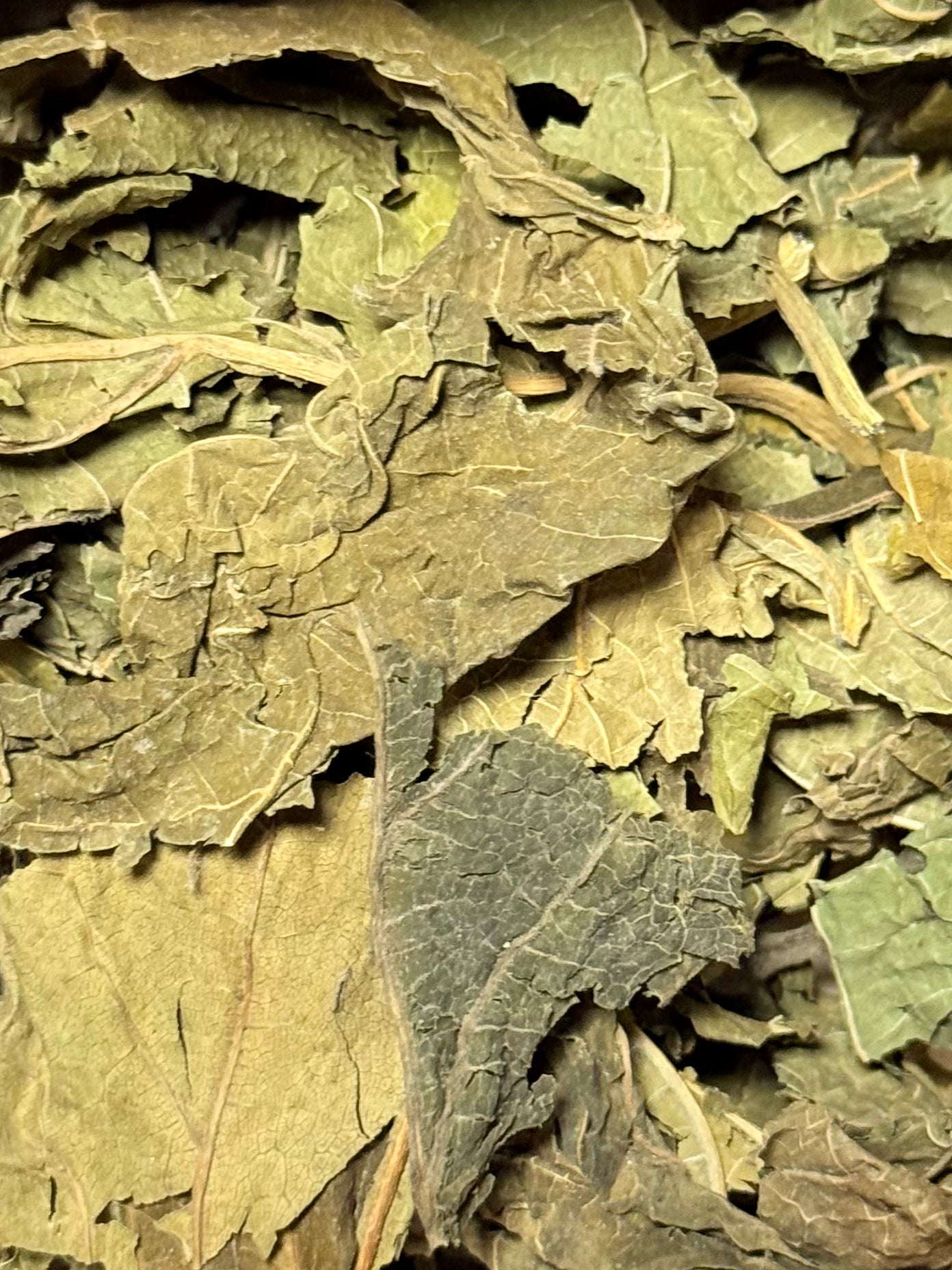 Hoja de Arándano ( 1 Scoop )