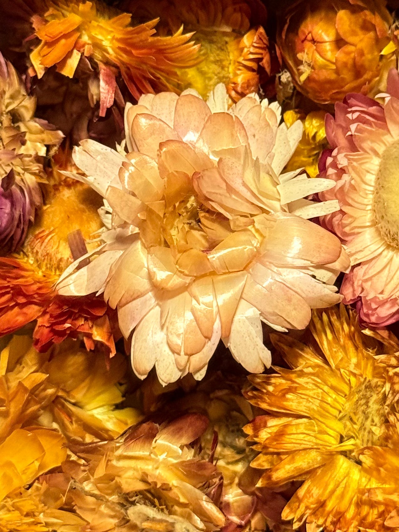Siempre Viva | Flor de Papel ( 1 Scoop )