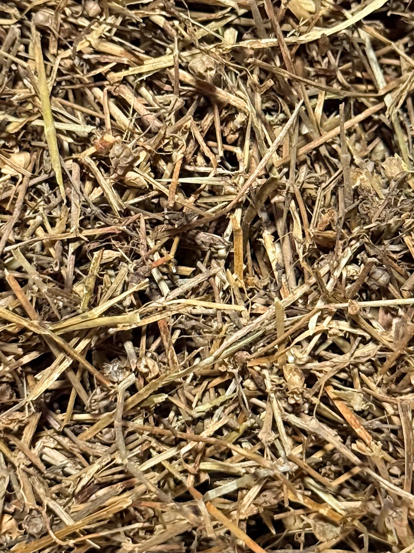 Hedyotis Difusa ( 1 Scoop )
