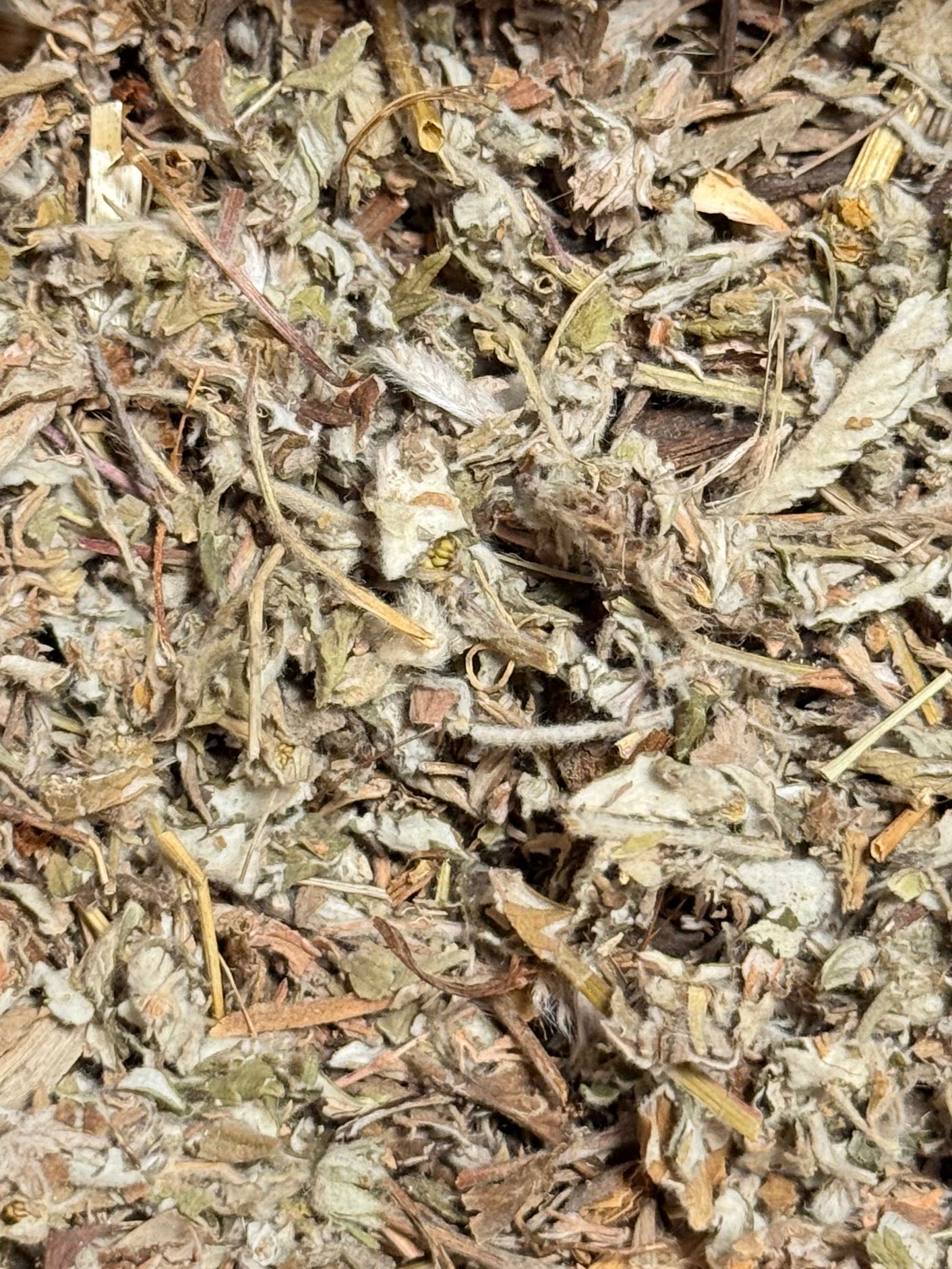 Potentilla Chinensis ( 1 Scoop )